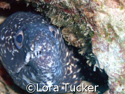 Spotted Eel by Lora Tucker 